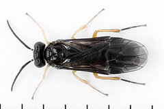 Heterarthrus vagans