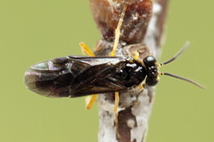 Heterarthrus vagans