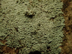 Physcia poncinsii