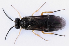 Heterarthrus vagans