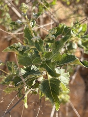 Condea decipiens