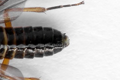 Heterarthrus vagans