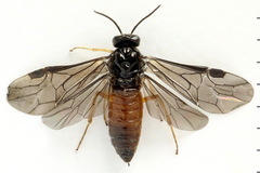 Heterarthrus vagans