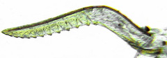 Heterarthrus vagans