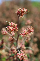 Pomaderris paniculosa paralia