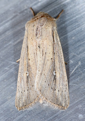 Leucania oaxacana