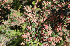 Pomaderris paniculosa paralia