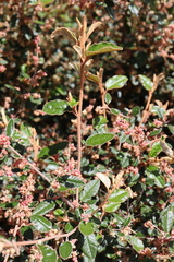 Pomaderris paniculosa paralia