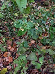 Impatiens parviflora