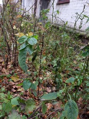 Impatiens parviflora