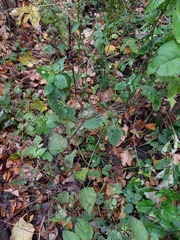 Impatiens parviflora