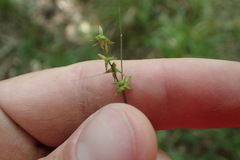 Carex texensis