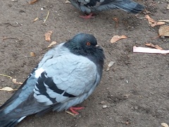 Columba livia