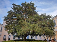 Quercus × coutinhoi