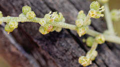 Chenopodium wilsonii