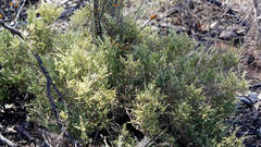 Chenopodium wilsonii