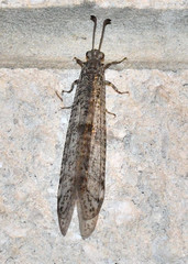 Escura australis