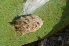 Encyrtinae