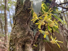 Sarcochilus parviflorus