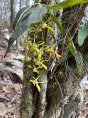Sarcochilus parviflorus