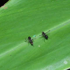 Parapalaeosepsis plebeia