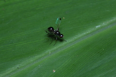 Parapalaeosepsis plebeia