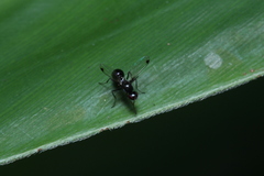 Parapalaeosepsis plebeia