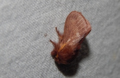 Anadiasa punctifascia