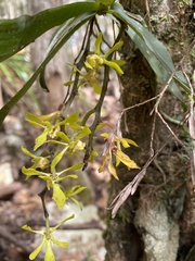 Sarcochilus parviflorus