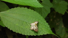Abraximorpha davidii
