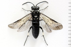 Macrophya albicincta