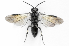 Macrophya albicincta