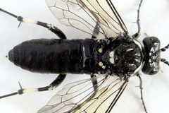 Macrophya albicincta