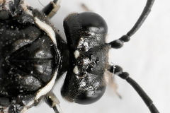 Macrophya albicincta