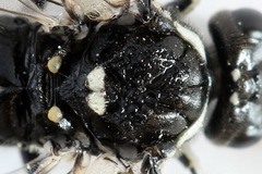 Macrophya albicincta