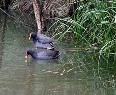 Gallinula tenebrosa tenebrosa