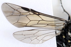 Macrophya albicincta