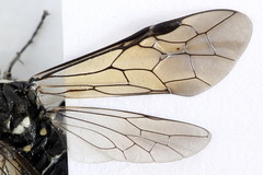 Macrophya albicincta