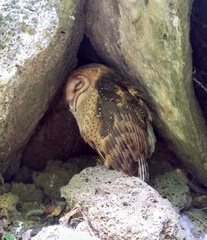 Tyto alba punctatissima