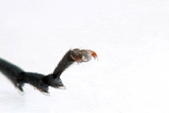 Macrophya albicincta