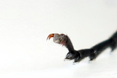 Macrophya albicincta