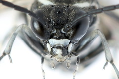 Macrophya albicincta