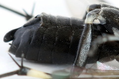 Macrophya albicincta