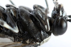 Macrophya albicincta