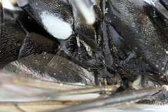 Macrophya albicincta