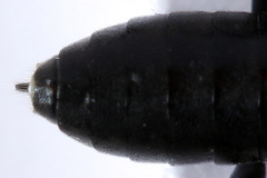 Macrophya albicincta