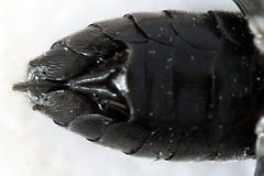 Macrophya albicincta