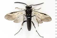 Macrophya albicincta