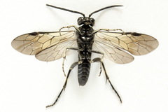 Macrophya albicincta