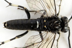 Macrophya albicincta